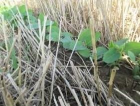Maximizing Returns from Double Crop Soybean